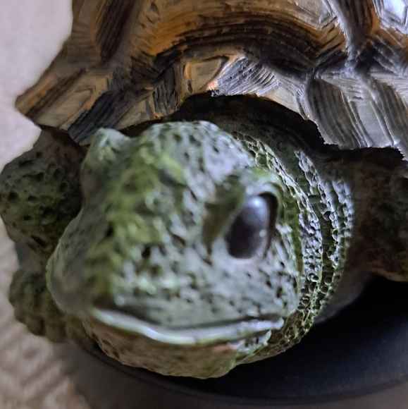 Fabulous turtle - Picture 2 of 5